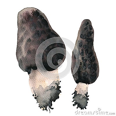 Morel mushrooms Morchella Stock Photo