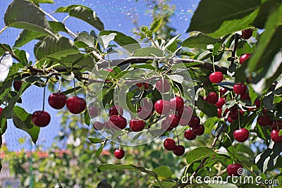 Morello or sour riped cherries on the cherry tree stick with leaves, in time of harvest in the summer in the orchard. Stock Photo