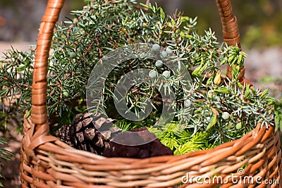 morels in a wicker basket with young spruce twigs and juniper on the background of a wild forest. Stock Photo