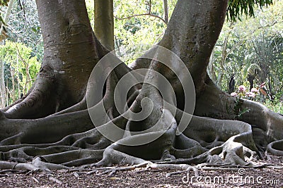 Moreton Bay Fig Stock Photo