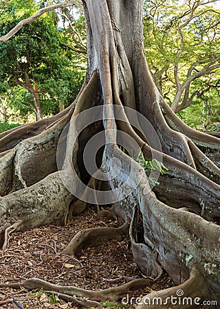 Moreton Bay Fig tree roots Stock Photo
