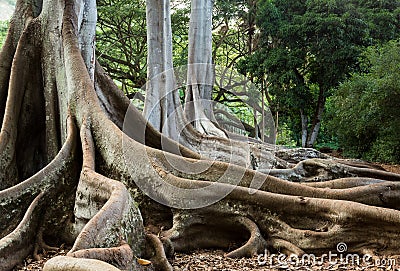 Moreton Bay Fig tree roots Stock Photo