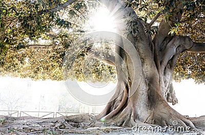 Moreton Bay fig in Valencia Stock Photo