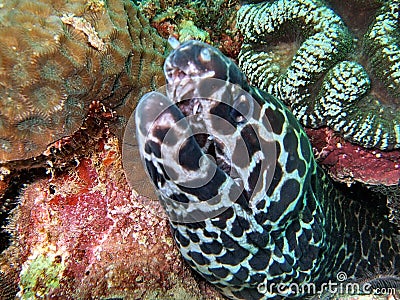 Morey eel Stock Photo