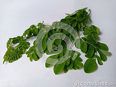 Moring omoring or merunggai is known by other names such as: limaran, moringa, ben-oil, drumstick, horseradish tree. Stock Photo
