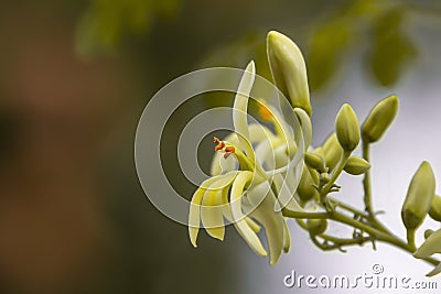 Moringa flowers blooming, revealing yellow pollen Stock Photo