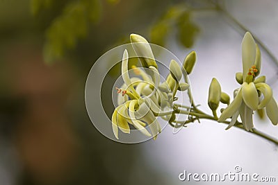 Moringa flowers blooming, revealing yellow pollen Stock Photo