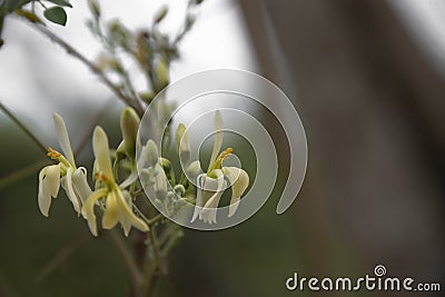 Moringa flowers blooming, revealing yellow pollen Stock Photo