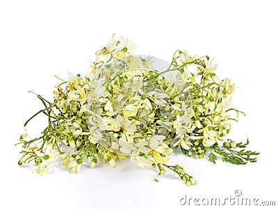 Moringa flowers on a white background. Stock Photo