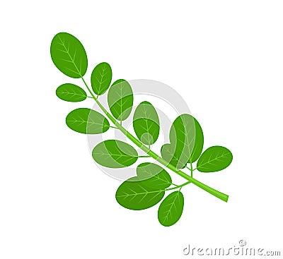 Moringa Green Plant and Leaves Vector Illustration