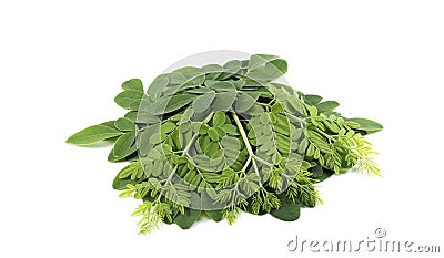 Moringa leaf Stock Photo