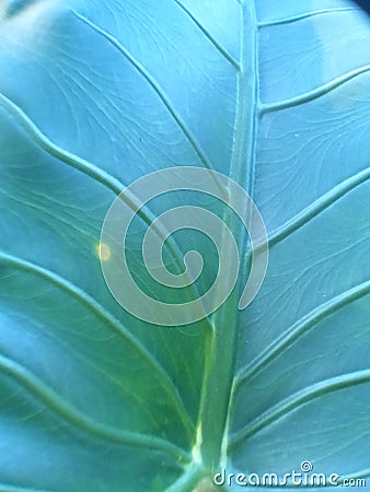 Moringa leaf surface with beautiful internodes. Stock Photo