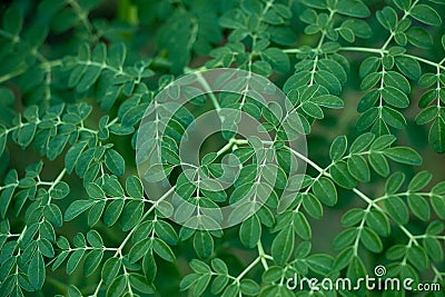 Moringa Leaves: Essence of Life's Renewing Green Power Stock Photo