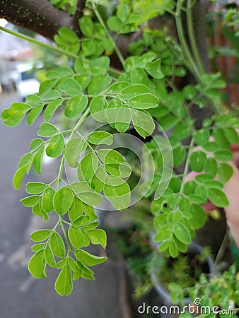 moringa leaves very usefull for health Stock Photo