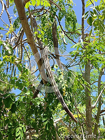 Moringa Oleifera (Drumstick) Tree with Hanging Seedpods Growing in Bright Sunlight. Stock Photo