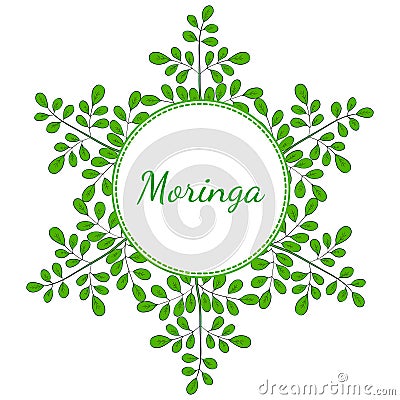 Moringa oleifera, frame 2 in color Vector Illustration