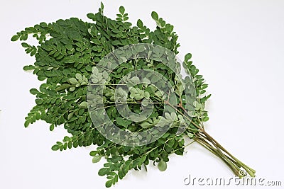 Moringa Oleifera leaf branches Stock Photo