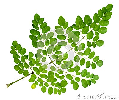 Moringa oleifera leaf isolated on white Stock Photo