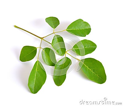 Moringa oleifera leawes. Isolated on white background. Stock Photo