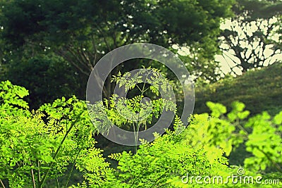 Moringa oleifera Outdoor Picture Stock Photo