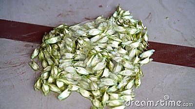 Moringa Oleifera seeds and fruit. Asian herbs have medicinal properties Stock Photo