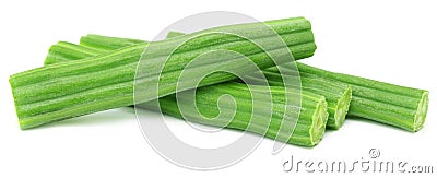 Moringa Oleifera or sonjna Stock Photo