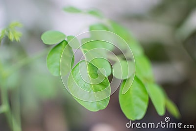 Moringa Oleifera Tree Leaves Closeup Stock Photo