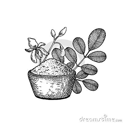 Moringa oleifera. Vegan superfood. Hand drawn sketch Vector Illustration