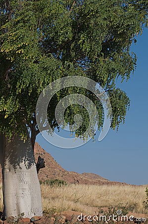 Moringa tree Stock Photo