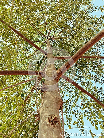 Moringa tree moringa-oleifera plant trunks leaves and branches of drumsticktree horseradishtree stock photo Stock Photo