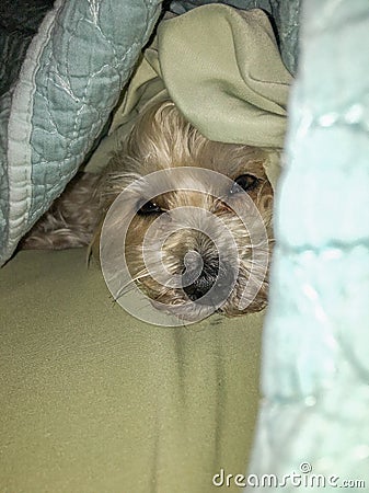 The Morkie puppy hiding Stock Photo