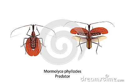 Mormolyce phyllodes object vector for graphic. Vector Illustration