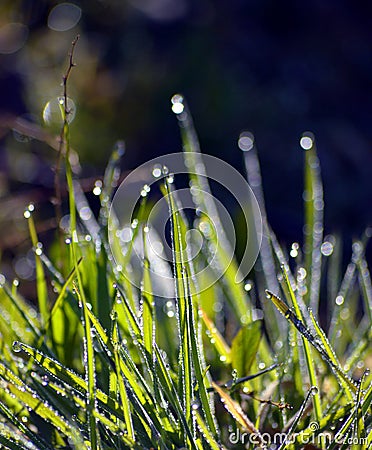 Mornig dew on a grass blades just after sunrise Stock Photo