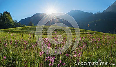 Morning in allgau alps. morning due in lychnis meadow Stock Photo