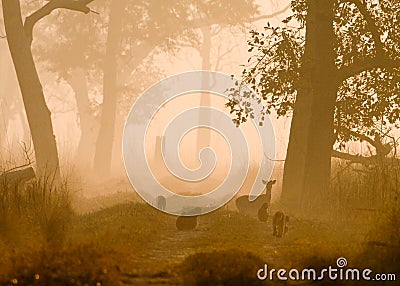 Morning atmosphere in Bardia National Park, Nepal Stock Photo