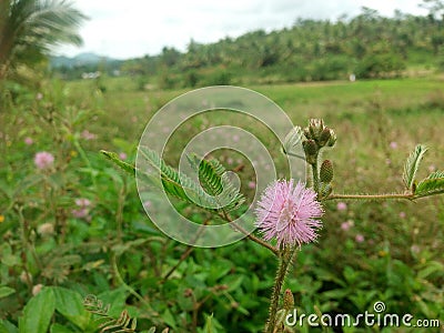 Morning Bloom images Stock Photo