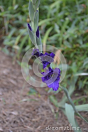 Morning Bloom of Purple Iris Stock Photo