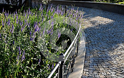 In the morning blue perennials bloom in the pedestrian zone with pointed flowers in a flowerbed on the edge of a low fence path Stock Photo