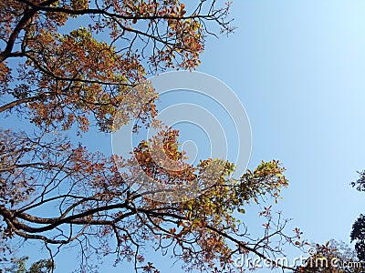 Morning blue sky, beautiful tree branches. Stock Photo