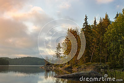 Morning in the coastal forest. Stock Photo