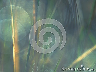 Morning dew. Dew drop on a blade of grass Stock Photo