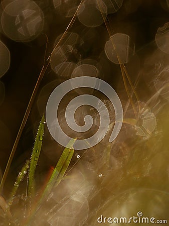 Morning dew. Dew drop on a blade of grass Stock Photo