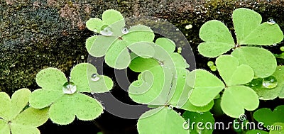 Morning dew drops look beautiful on Common Wood Sorrel (Oxalis montana) plants. Macro photography. Stock Photo