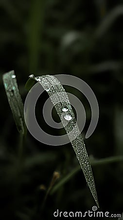 morning dew on the grass beautifull green Stock Photo