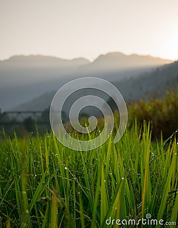 morning dew on green grass shoots sunrise bokeh Stock Photo