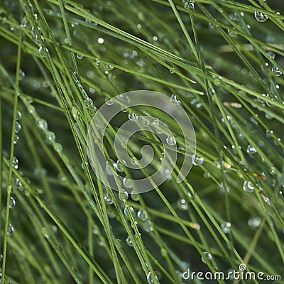 Square crop Close up of dew on long fronds of grass Stock Photo