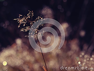 Morning dew macro on green grass. Spring background Stock Photo