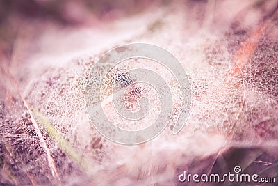 Morning dew on a spider net Stock Photo