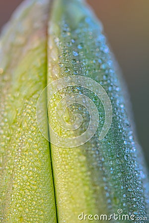 Morning Dew Tulip Bud Stock Photo