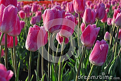 Morning dew tulips Stock Photo